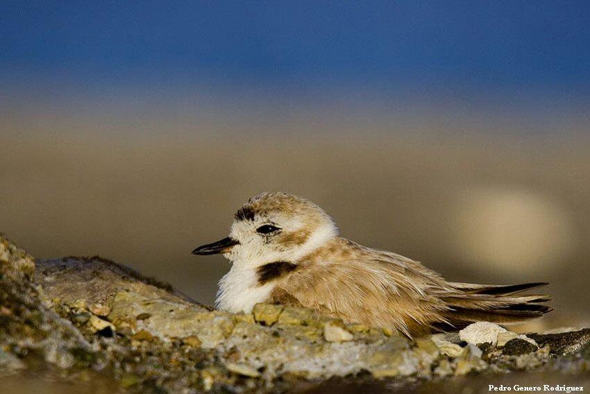 Snowy Plover